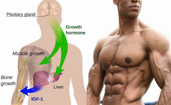 How to increase HGH secretion naturally?