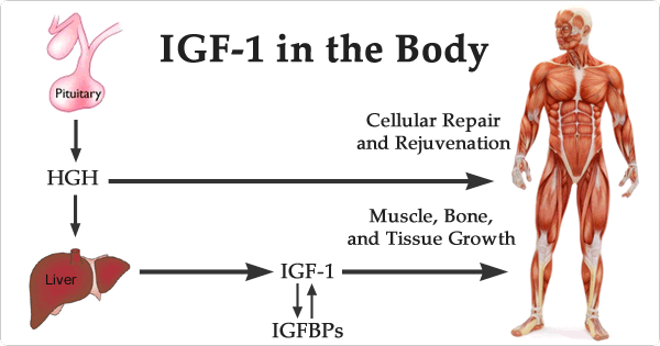 Which is better HGH or IGF-1 LR3?