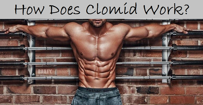 How-Does-Clomid-Work